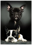 Kutyás Bulldog polár takaró 100x140cm