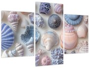 Kép - Kagylógyűjtemény (90x60 cm)