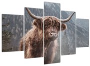 Kép - Highlander tehén (150x105 cm)