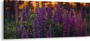 Egy csillagfürt virág képe (120x50 cm)