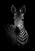 Fotográfia The Zebra, WildPhotoArt