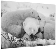 Üveg kép - Jegesmedvék (70x50 cm)