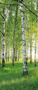 Fotótapéta ajtóra BIRCH GROVE 86x200 cm