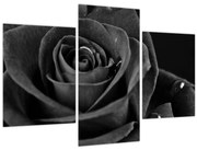 Kép - Bíborvörös rózsa (90x60 cm)