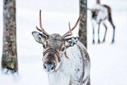 Fotográfia Brown Reindeer in Finland at Lapland winter, RomanBabakin