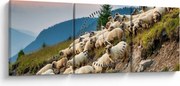 Kép - Egy nyáj birka (órával) (90x30 cm)
