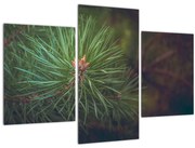 Kép - Fenyőfa részlete (90x60 cm)
