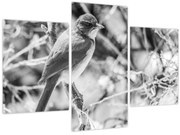 Kép - Kék madár télen (90x60 cm)