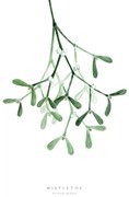 Illusztráció Watercolor mistletoe illustration, Blursbyai