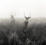 Fotográfia Deer  in foggy meadow, London,, Donovan Rees