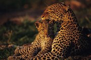 Fotográfia Leopard mother and cub , resting, Anup Shah