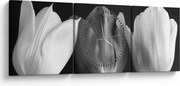 Kép - fekete-fehér tulipán virág (órával) (90x30 cm)