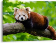 A vörös panda képe (70x50 cm)