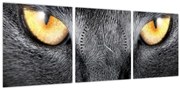 Kép - Közeli portré egy macskáról (órával) (90x30 cm)