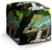Cube zsámoly kaméleon, zöld