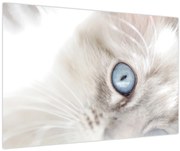Kép - Kék szemű macska (90x60 cm)