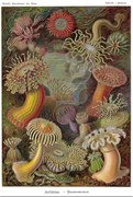 Plakát Ernst Haeckel - Seeanemonen