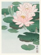 Reprodukció Water Lily, Ohara Koson