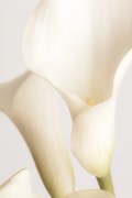 Fotográfia White Calla Lily No 2, Studio Collection