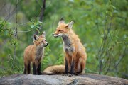 Fotográfia Red Fox & Kit, mlorenzphotography