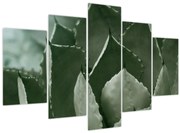 Kép - Zöld agávé (150x105 cm)