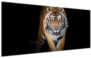 Kép - Tigris (120x50 cm)