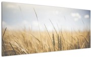 A gabona képe (120x50 cm)