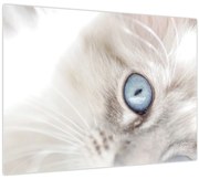 Kép - Kék szemű macska (70x50 cm)