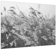 Kép - Fű a szélben (70x50 cm)