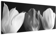 Kép - fekete-fehér tulipán virág (120x50 cm)