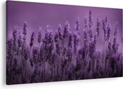 Kép - Levendula (90x60 cm)