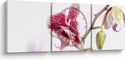 Orchidea virág képe (órával) (90x30 cm)