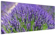 Kép - levandula (120x50 cm)