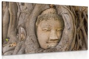 Kép Buddha szent fügefája