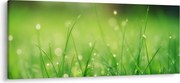 Kép - harmatos fű (120x50 cm)