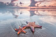 Fotográfia Starfish on beach, IvanMikhaylov