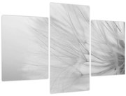 Kép - Pitypang (90x60 cm)