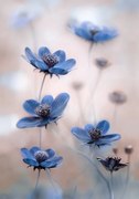 Fotográfia Cosmos blue, Mandy Disher