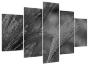 Kép - Szárított pampafű (150x105 cm)