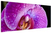 Részletes kép az orchidea virágról (120x50 cm)