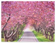 Falikép NEXOS Alley of trees 30 x 40 cm - 40x LED