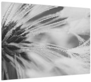 Kép - Pitypang (70x50 cm)