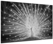 Kép - Fehér páva (90x60 cm)