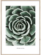 Keretezett poszter 50x70 cm Echeveria – Styler