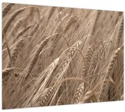 Kép - Az arany mező (70x50 cm)