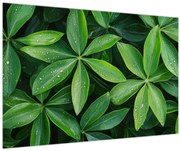 Kép - Levelek harmatcseppekkel (90x60 cm)