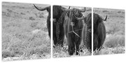 Kép - Skót tehenek (órával) (90x30 cm)