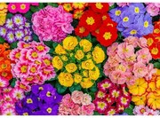 Viruló virágok fa puzzle