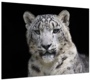 Kép - Snow Leopard (70x50 cm)