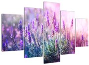 Kép - Levendula a csillogó napban (150x105 cm)